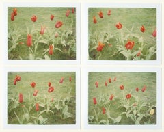 Springtime (Paris) - 4 pieces - analog, Polaroid, Contemporary