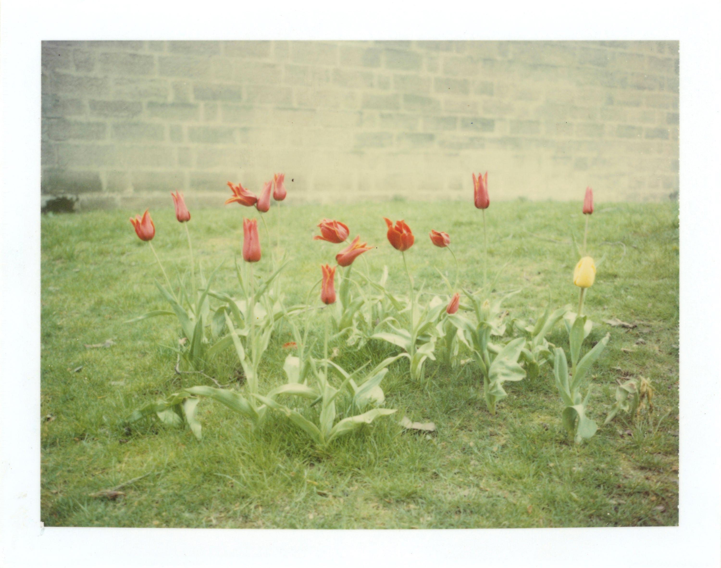 Stefanie Schneider Landscape Photograph - Springtime (Paris) - analog, Polaroid, Contemporary