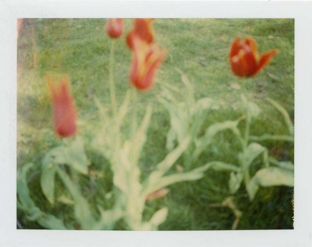 Stefanie Schneider Color Photograph - Springtime (Paris) - analog, Polaroid, Contemporary
