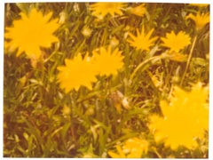 Springtime (Suburbia) - Contemporary, Polaroid, Analog, Photography