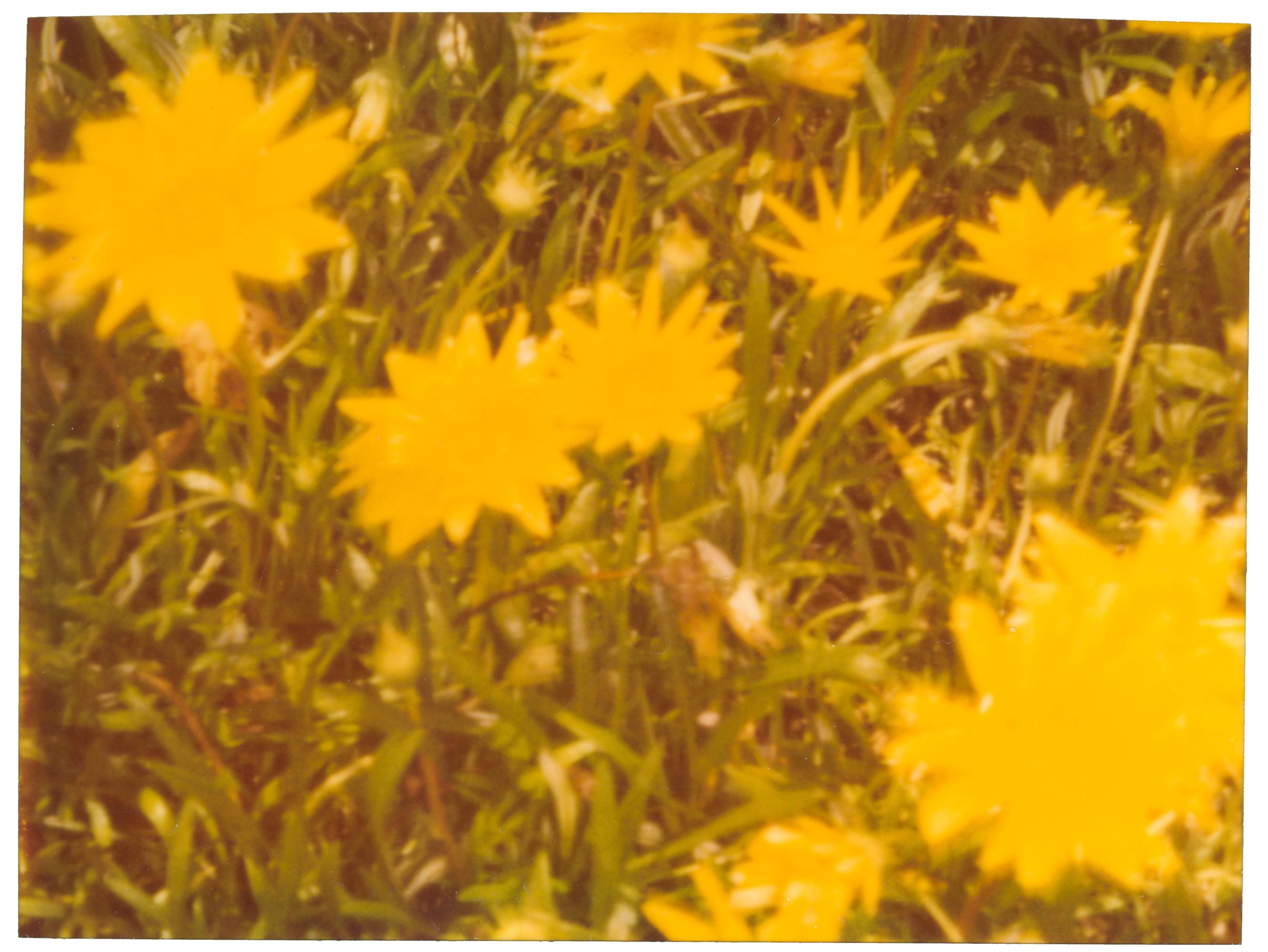 Stefanie Schneider Color Photograph – Springtime ( Suburbia) – Zeitgenössisch, Polaroid, Analog, Fotografie
