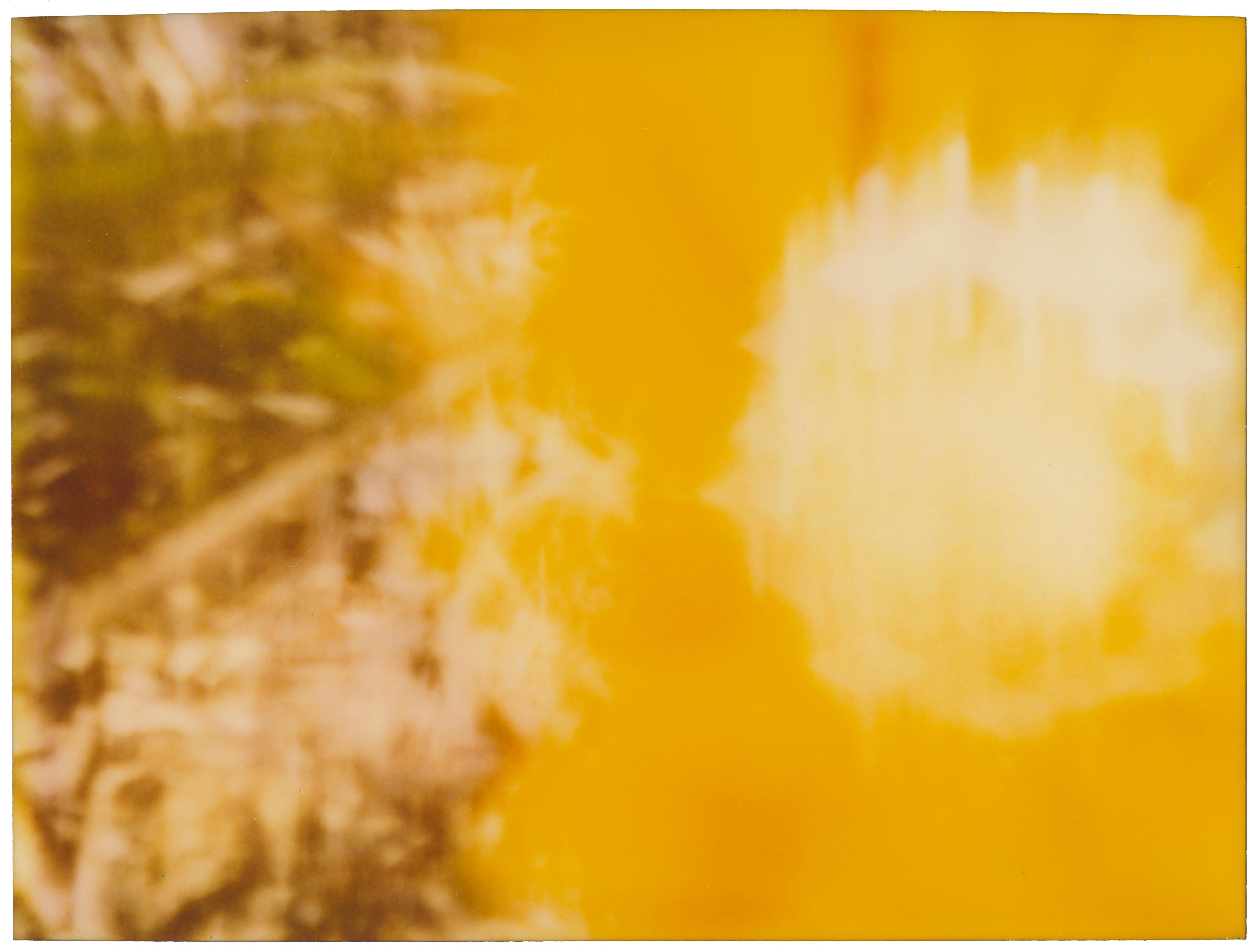 Stefanie Schneider Color Photograph - Sunflower (Musica Poetica) - analog