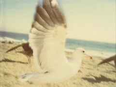 Retro Seagull (Zuma Beach)