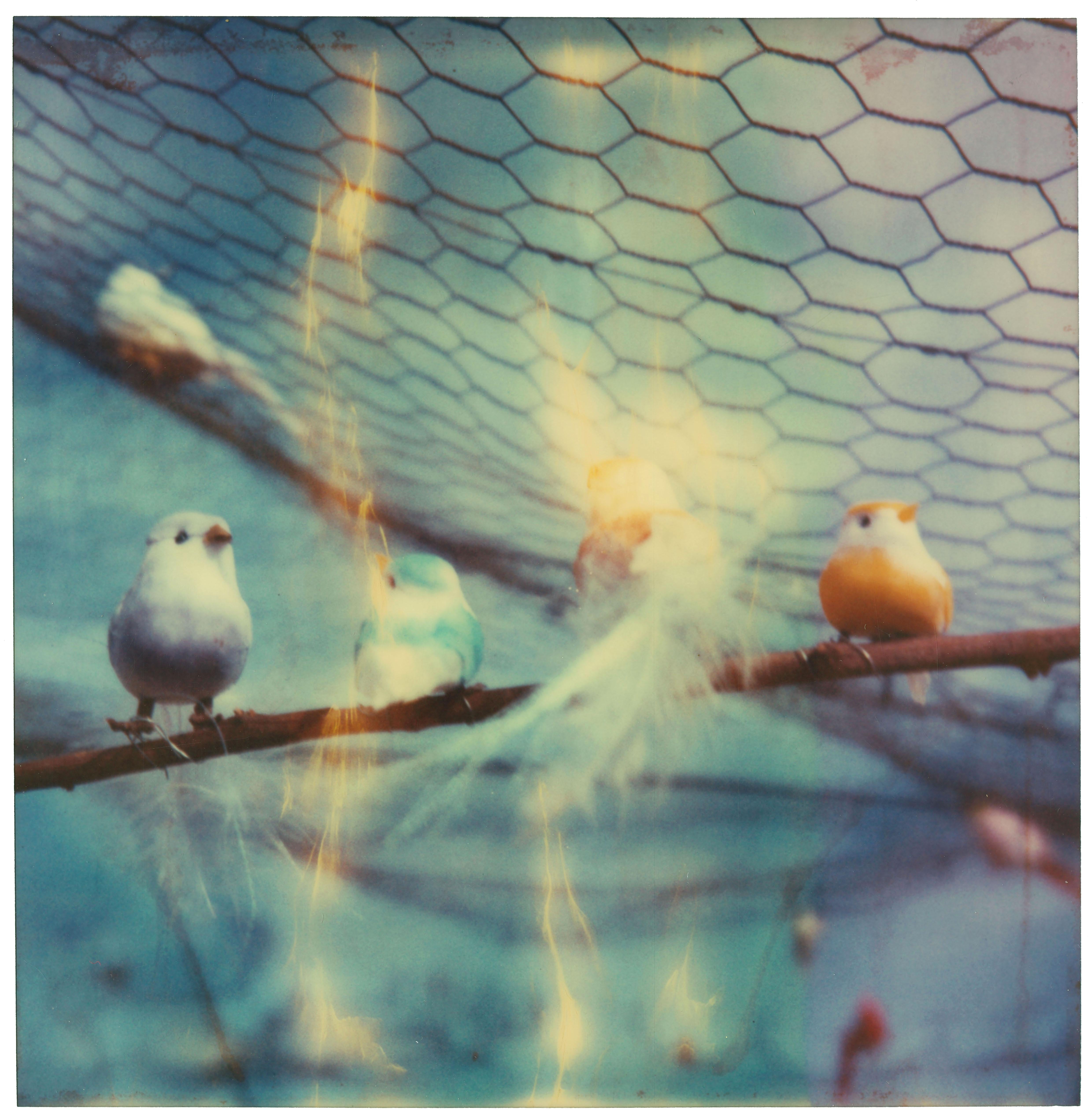 Stefanie Schneider Color Photograph – Die Vögel (Haley und die Vögel) 