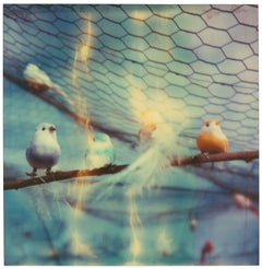 The Birds (Haley et les oiseaux) 