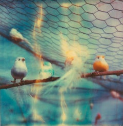 The Birds (Haley and the Birds) - Polaroid