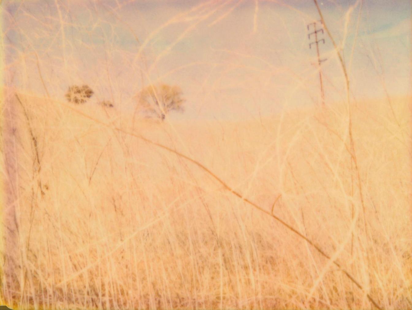 The Field (Musica Poetica) - Polaroid