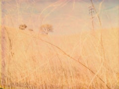 The Field (Musica Poetica) – Polaroid