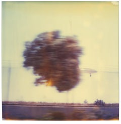 L'arbre dans l'avion (The Last Picture Show)
