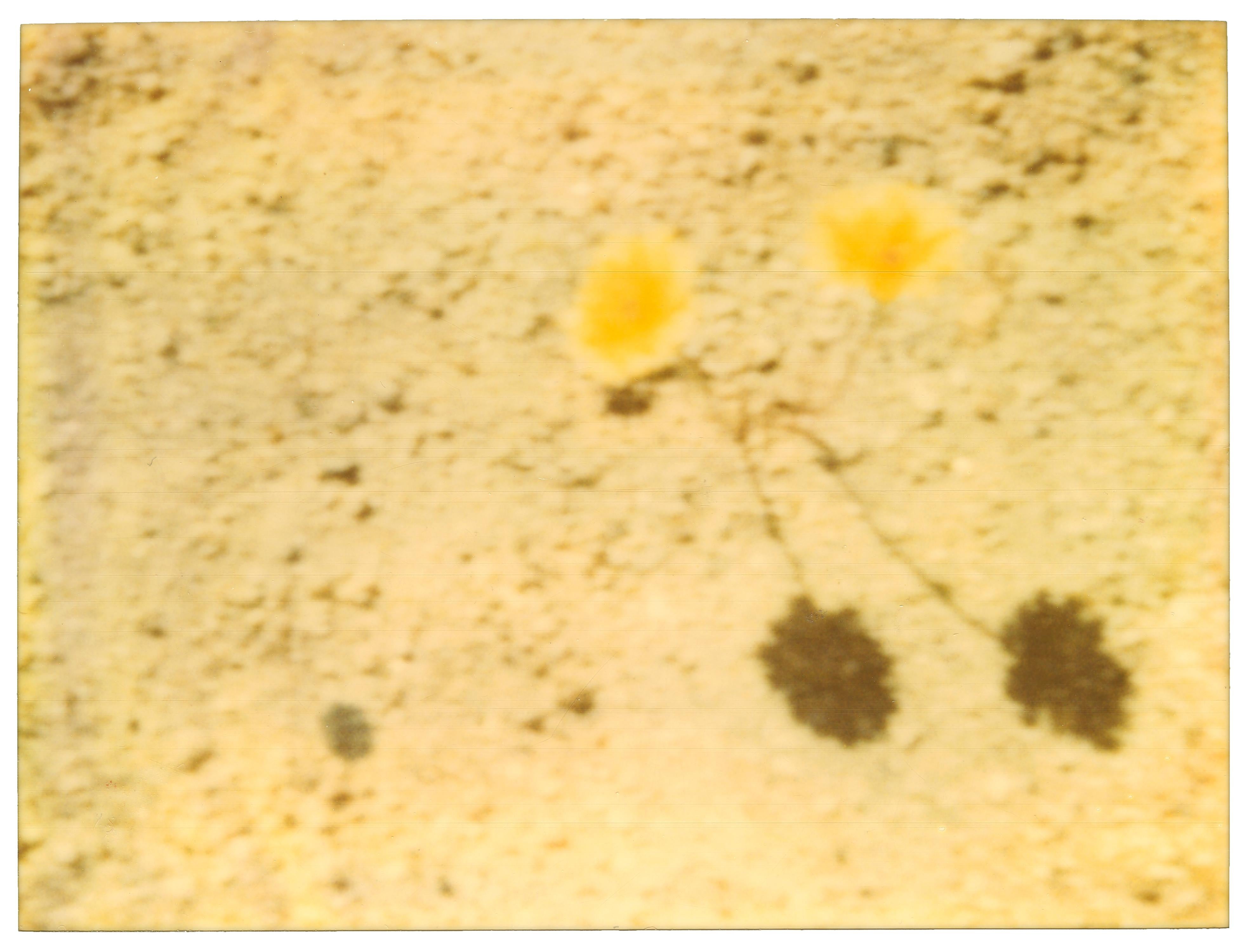 Stefanie Schneider Landscape Photograph - Wildflowers (Stranger than Paradise)