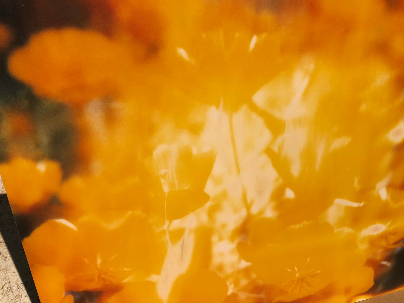 Yellow Flower (The Last Picture Show) - analog, 128x126cm, mounted - Contemporary Photograph by Stefanie Schneider
