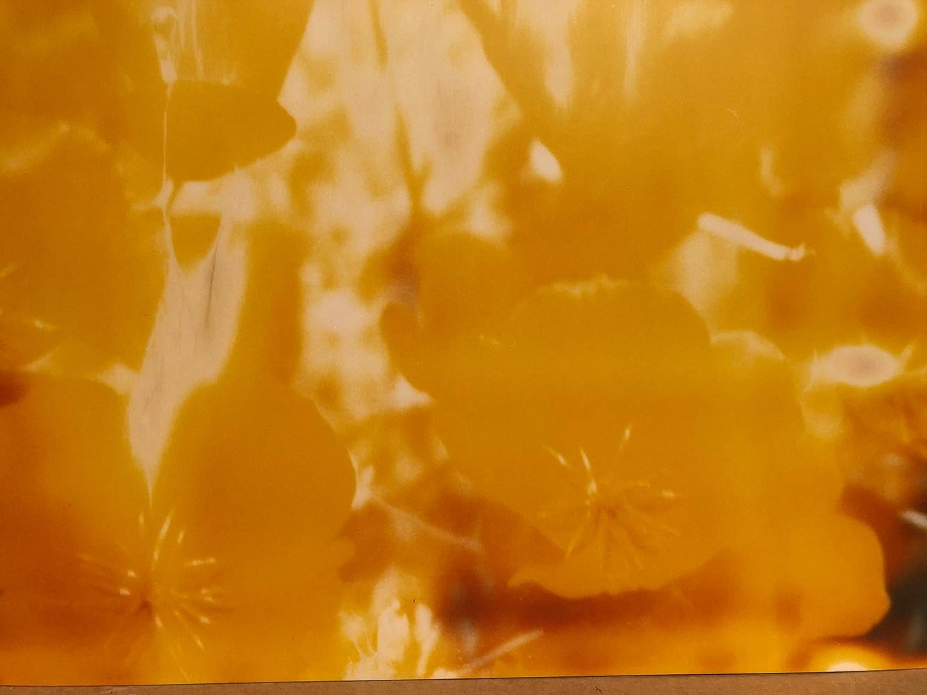 Yellow Flower (The Last Picture Show) 128x125cm, 2005, Edition 4/5, analog C-Print, hand-printed by the artist on Fuji Crystal Archive Paper, based on a Polaroid, sigened on verso, Artist Inventory 672.04, mounted on Aluminum with matte