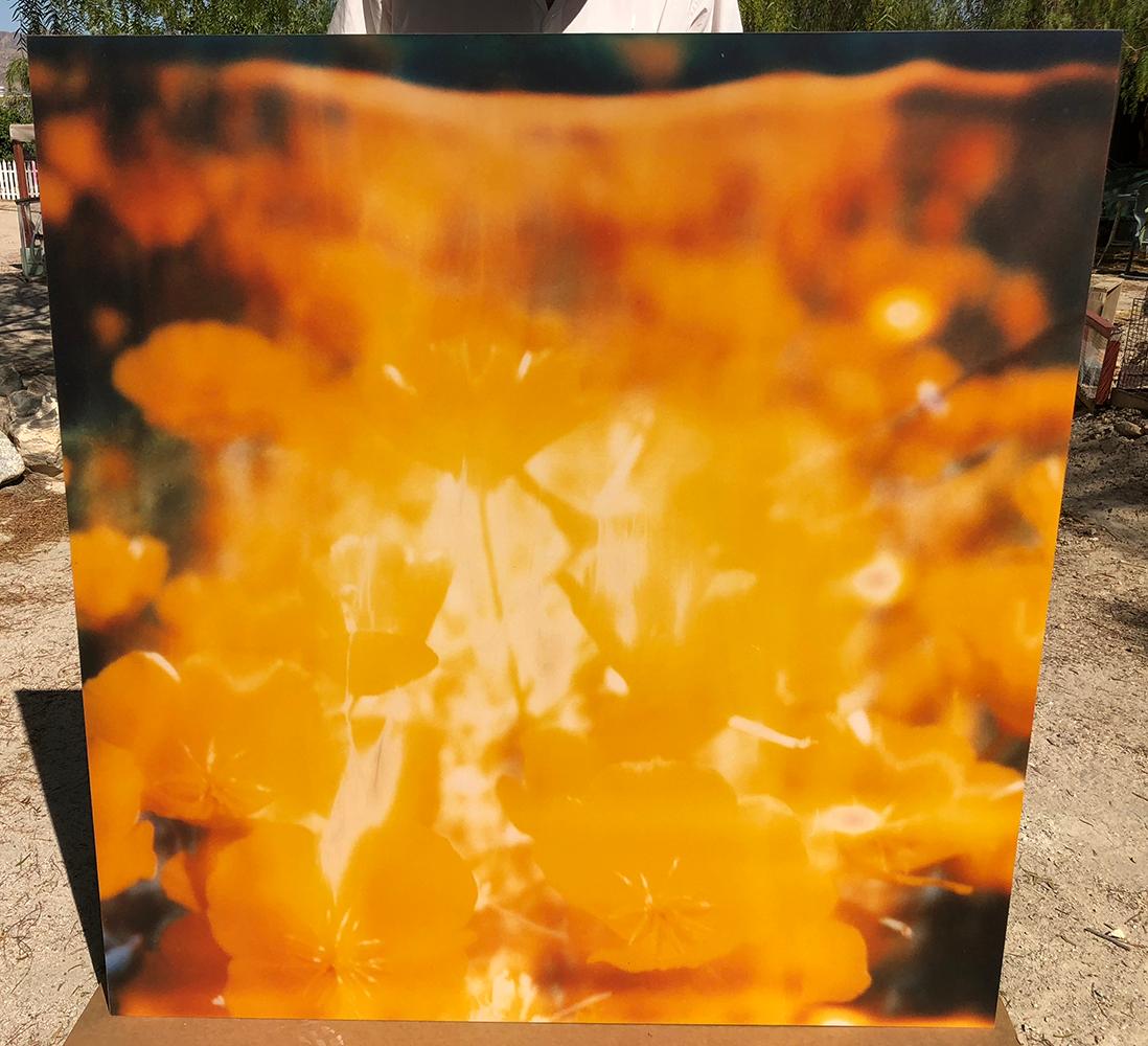 Yellow Flower  - The Last Picture Show, analog, 128x126cm, mounted 3