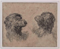 Camel Study - Etching by Stefano Della Bella -1640s