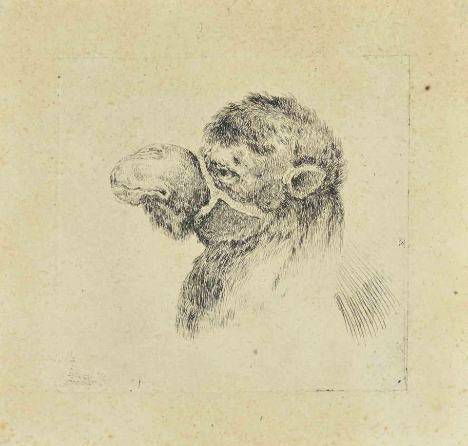 Head of Camel - Etching by Stefano Della Bella - 17th Century