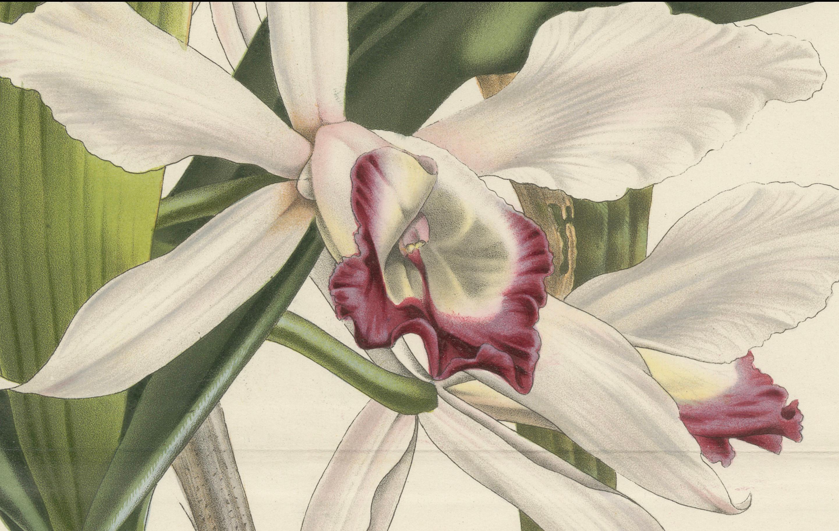 Diese handkolorierte Lithografie zeigt *Laelia stelzneriana*, eine in Brasilien beheimatete Orchidee, und ist Teil von Louis van Houttes *Flore des Serres et des Jardins de l'Europe*, das zwischen 1854 und 1855 erschien.

Die Gattung *Laelia* ist