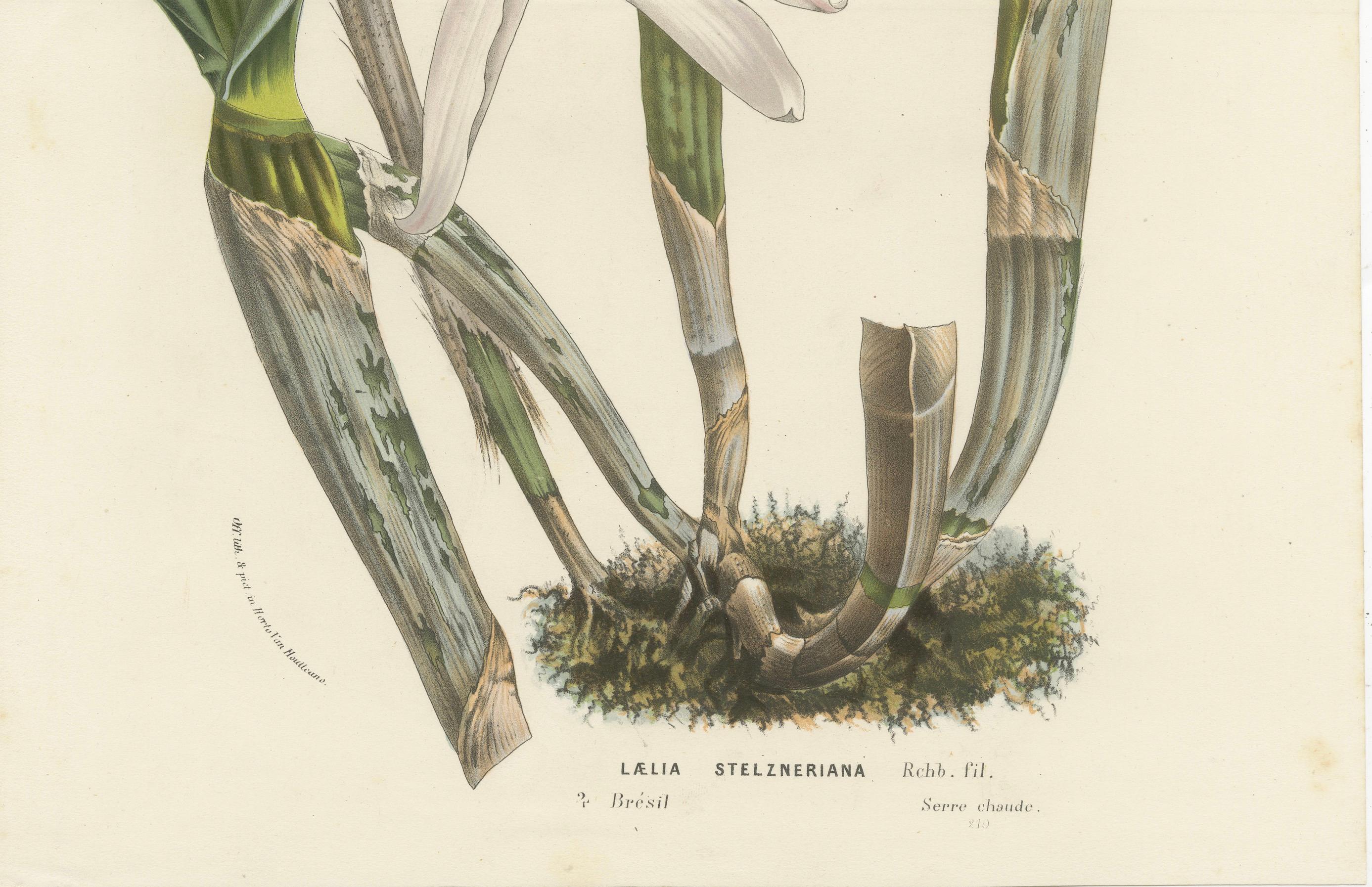 Stelzners Laelia Orchidee: Handkolorierte Lithographie von Louis van Houtte, 1855 im Zustand „Gut“ im Angebot in Langweer, NL