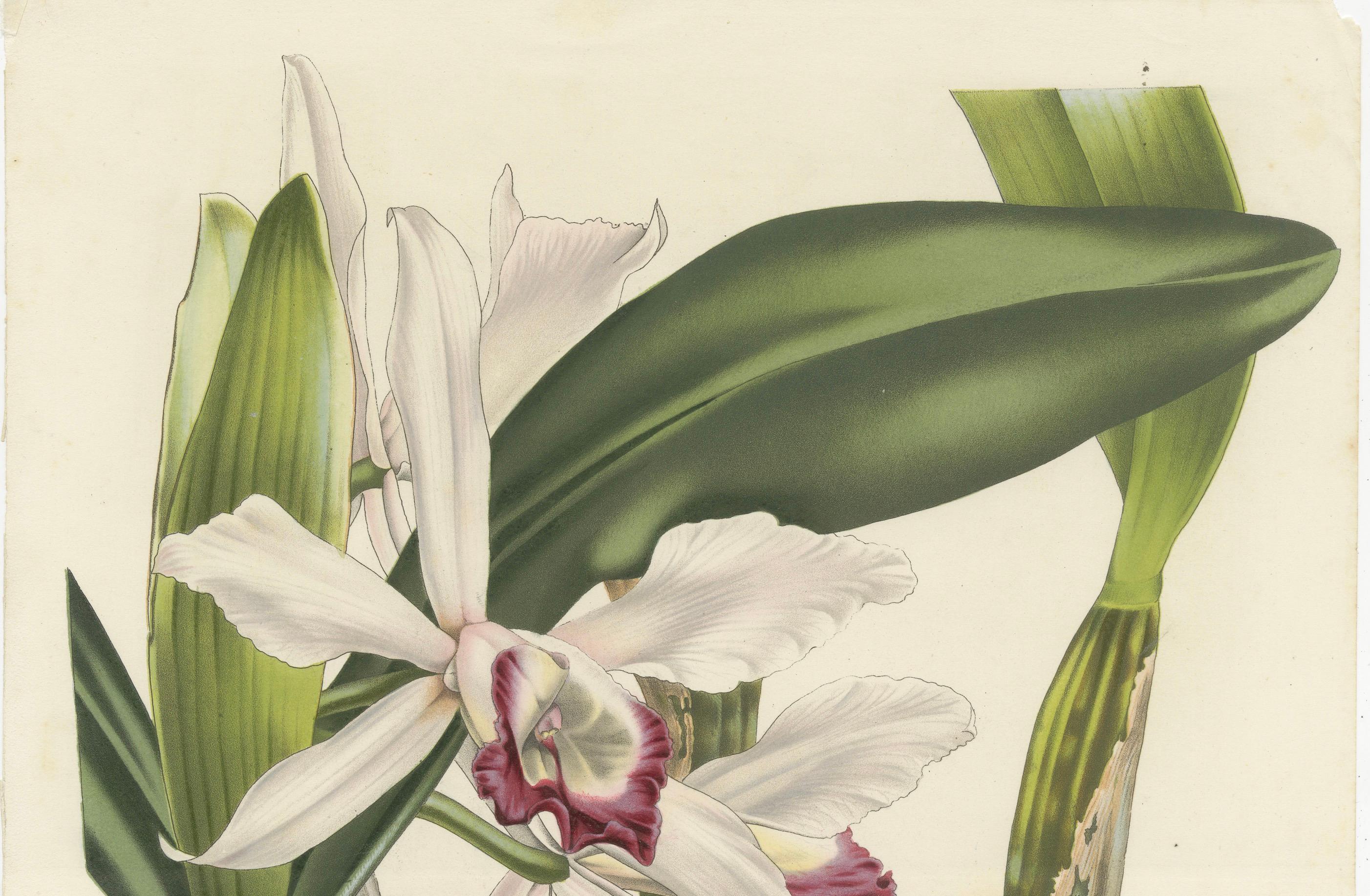 Stelzners Laelia Orchidee: Handkolorierte Lithographie von Louis van Houtte, 1855 (Mittleres 19. Jahrhundert) im Angebot