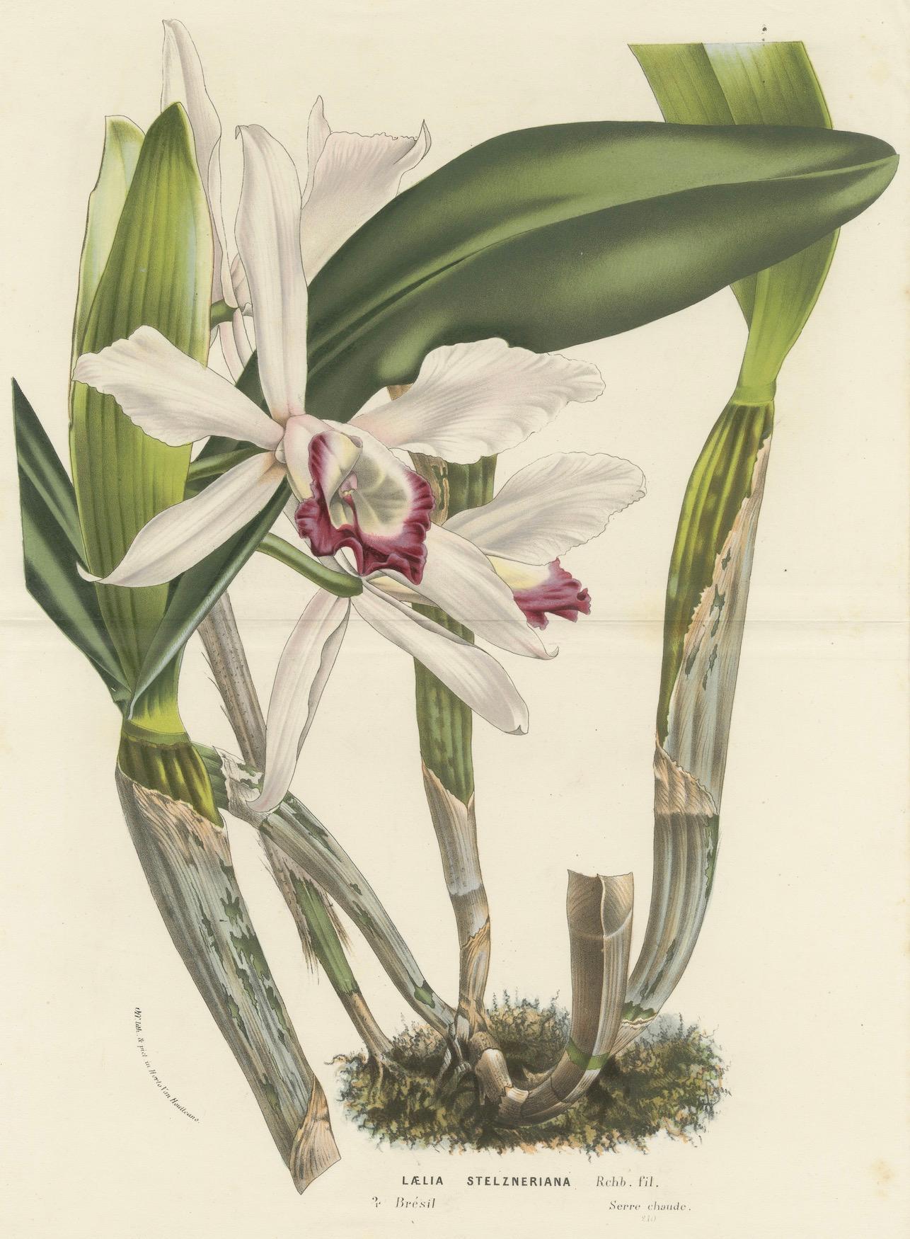 Stelzners Laelia Orchidee: Handkolorierte Lithographie von Louis van Houtte, 1855 (Papier) im Angebot