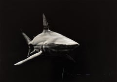 Requin 1