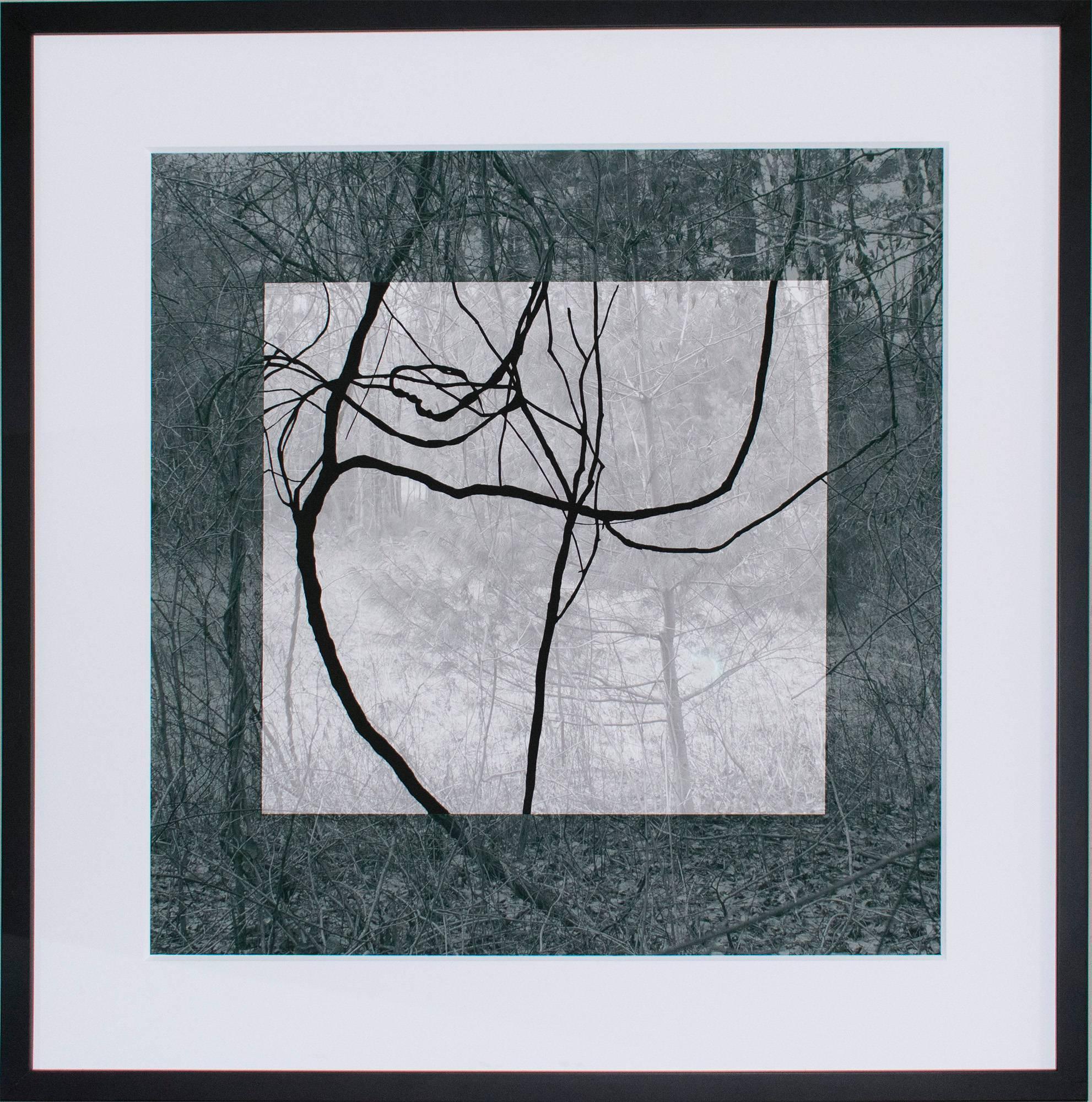 Blue Black (Contemporary Landscape Photo with Lyrical Vines and Geometric Shape) - Photograph by Stephanie Blumenthal