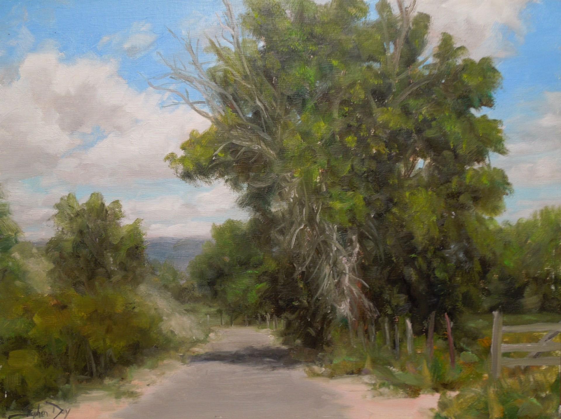 Figurative Painting di Stephen Day - Boschi di cotone lungo la strada