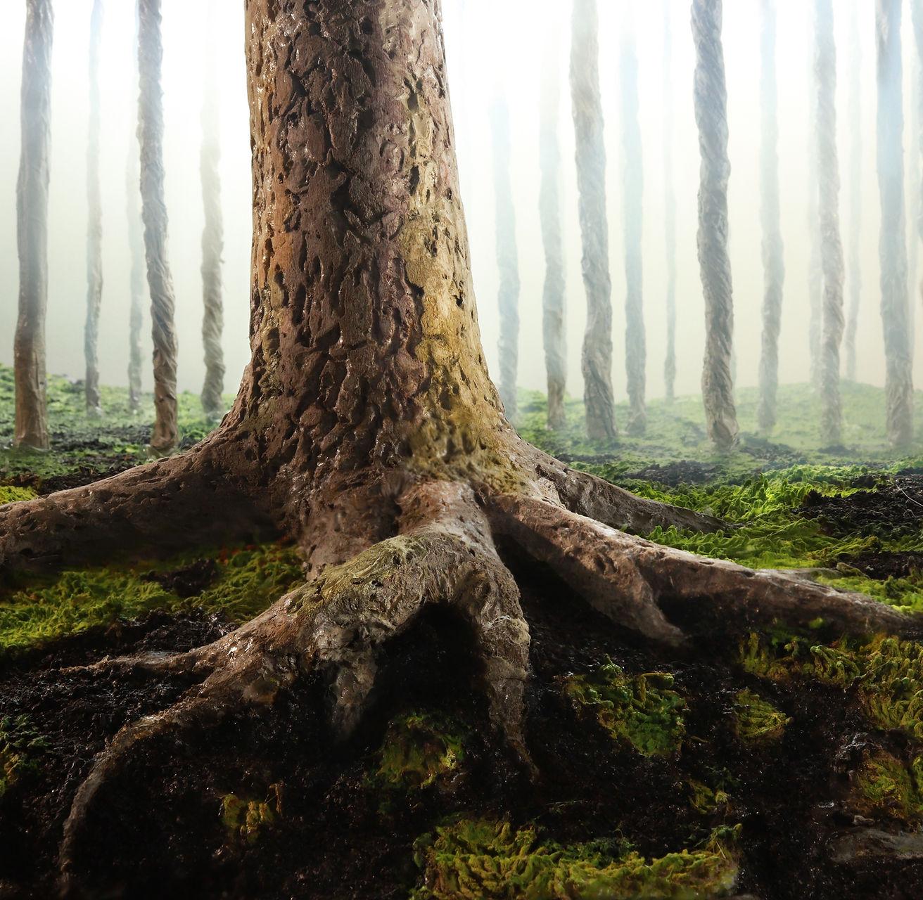 Stephen Dorsett Landscape Photograph - Foggy Forest