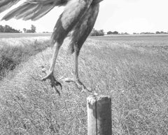 Marsh Harrier, female Nr. 06170466