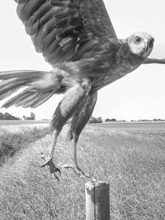 Marsh Harrier, female Nr. 06170466
