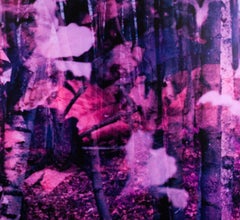 Birch Trees & Trilliums