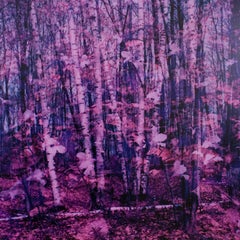 Birch Trees & Trilliums