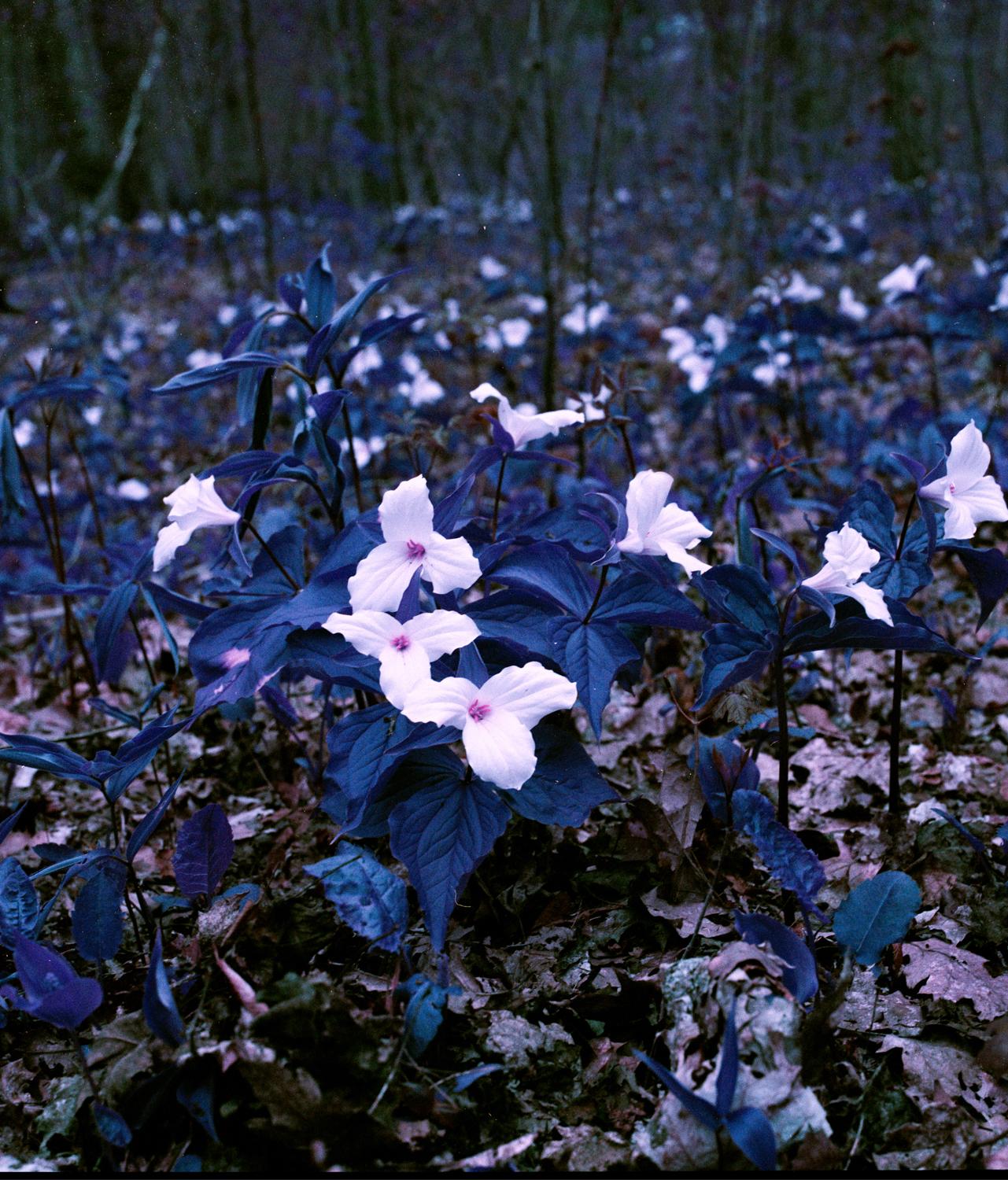 Stephen John Crosby Landscape Photograph - Purple Trilliums