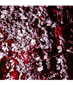 Leaves, Angkor Wat