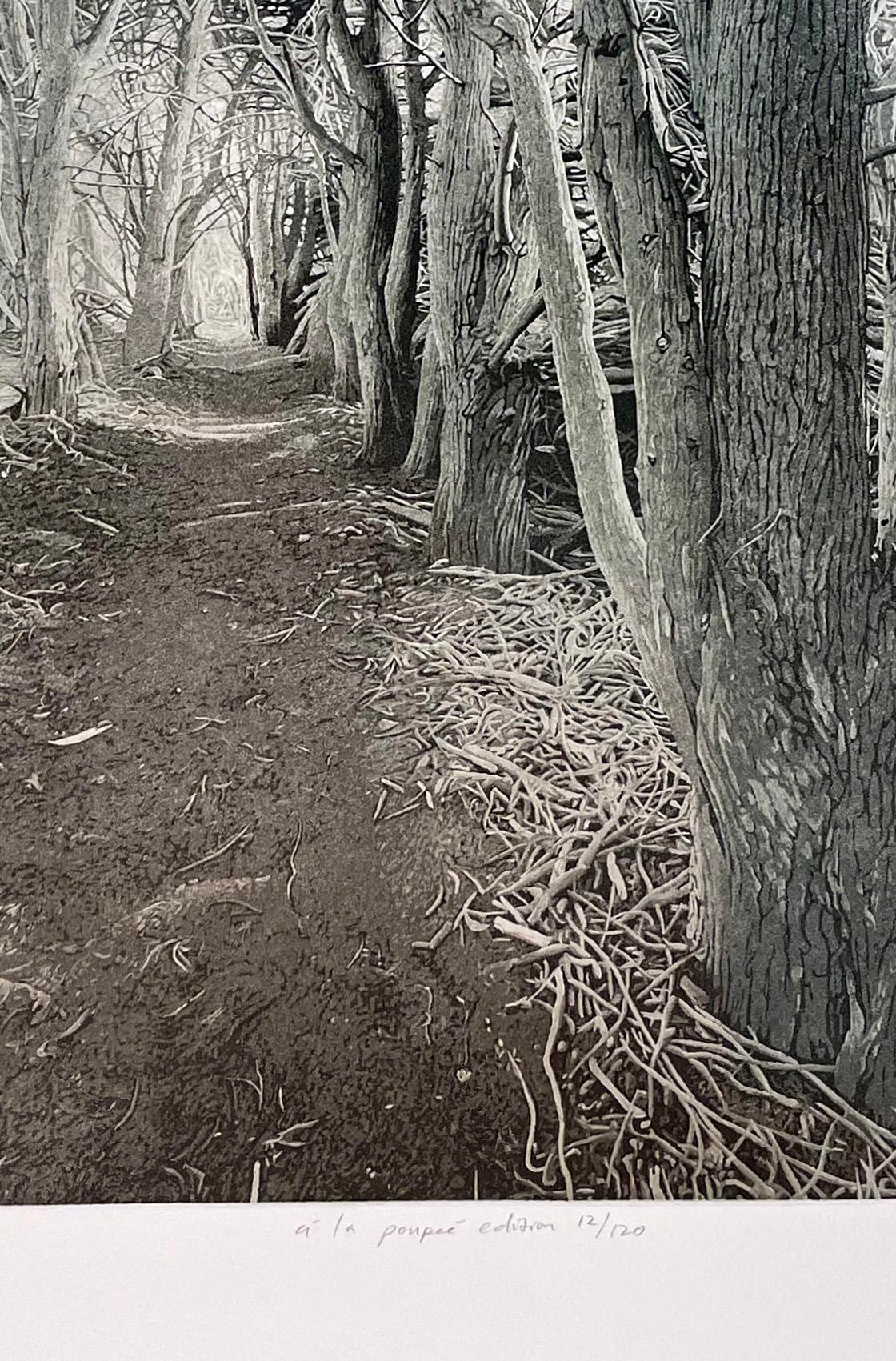 Cypress Trail, a la poupee edition - Print by Stephen McMillan