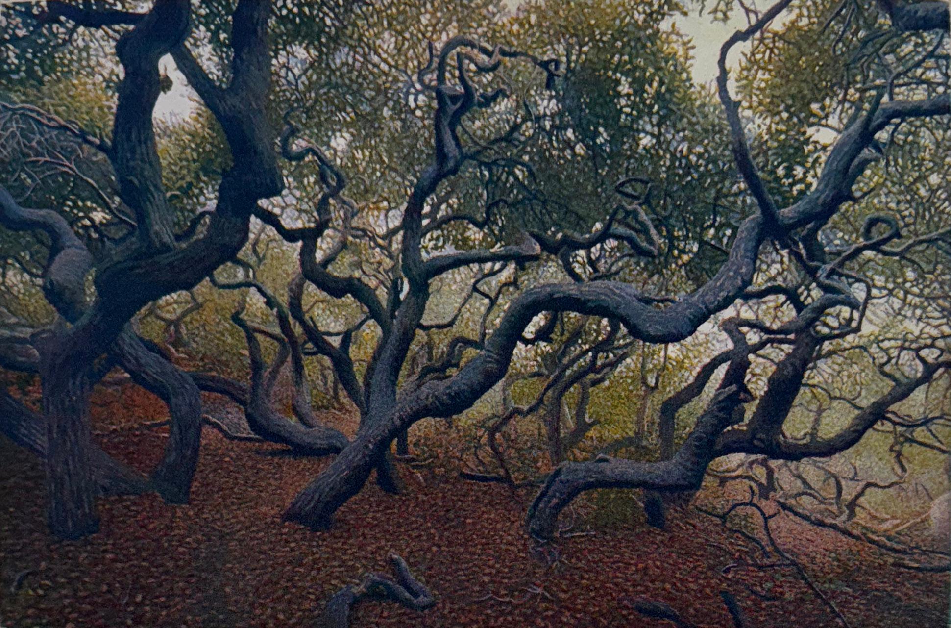 Medium: etching and aquatint
Edition of 200
Year: 2019
Image Size: 6 x 9 inches
Signed, titled and numbered by the artist.

The Elfin Forest is a grove of pygmy live oak trees just south of Moro Bay. Though a small grove, it is easy to get lost in