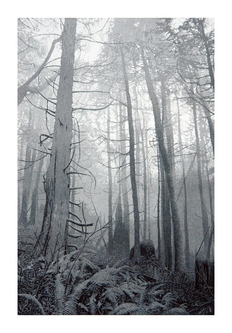 Stephen McMillan Landscape Print - Forest Walk