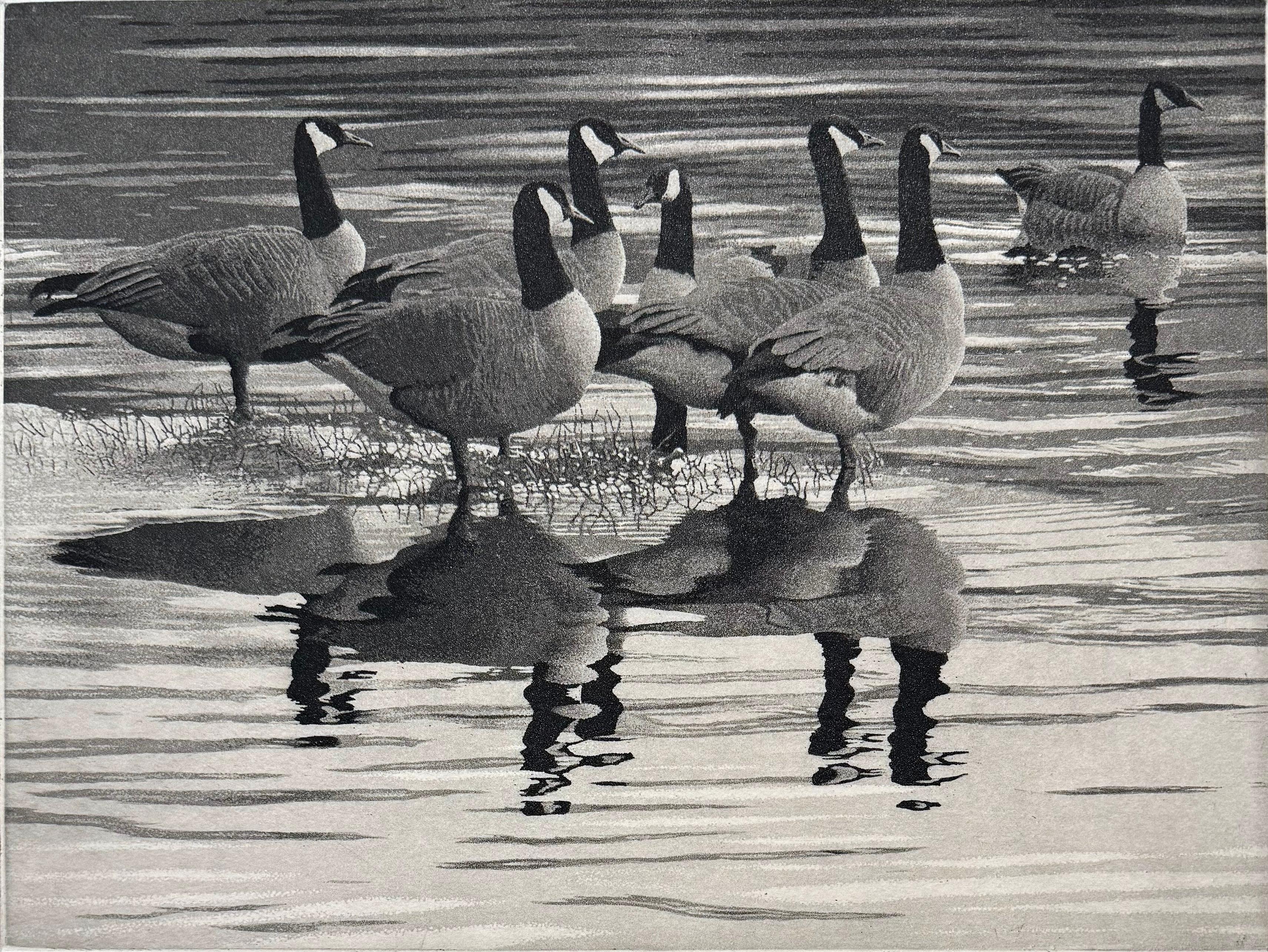 Medium: etching and aquatint
Edition of 250
Year: 2014
Image Size: 9 x 12 inches
Signed, titled and numbered by the artist.

Inspired by a scene of seven Canadian Geese in Lake Padden, Bellingham, WA. This is a perfect example of McMillan's work. He