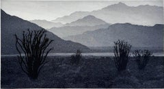 Ocotillo, von Stephen McMillan