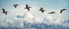 Pelicans, by Stephen McMillan