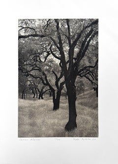 Sommernachmittag, von Stephen McMillan