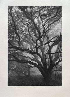 Winter Morning, Stephen McMillan print of trees in fog