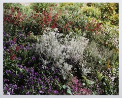 La collezione completa di Giverny, stampa firmata da Stephen Shore