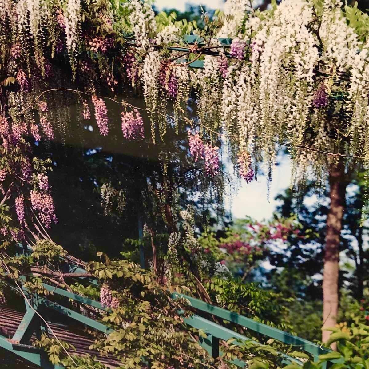 Color Photo Monet's Gardens, Giverny, Japanese Bridge Waterlillies Stephen Shore

Stephen Shore, Monet's Gardens, Giverny, Japanese Bridge over Waterlillies 1983, Color landscape photograph, Dye Transfer Photograph, Signed in Ink, from original