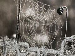 Sunrise, Contemporary Art, 21st Century