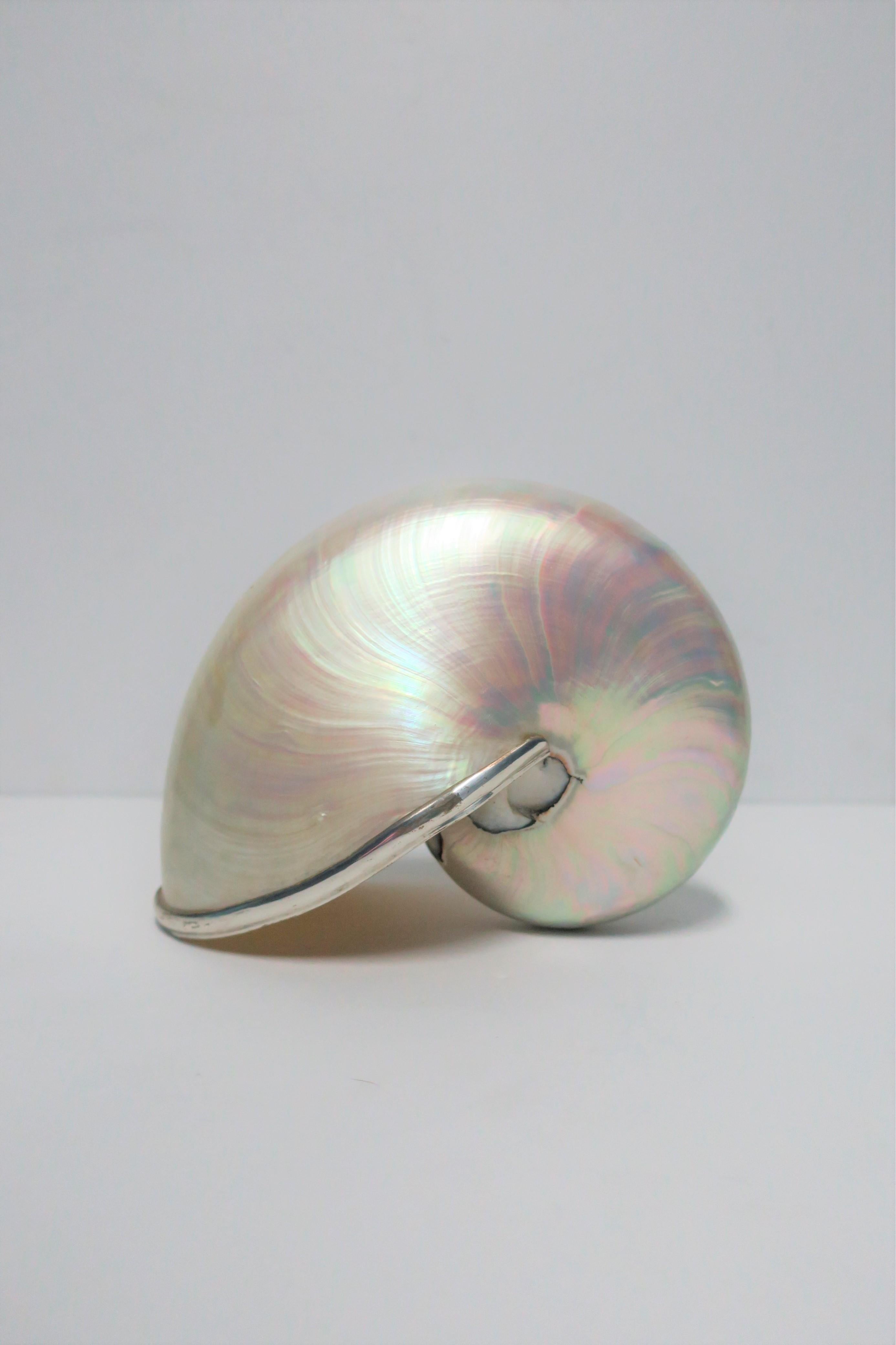 Organic Modern White Mother-of-Pearl Nautilus Seashell