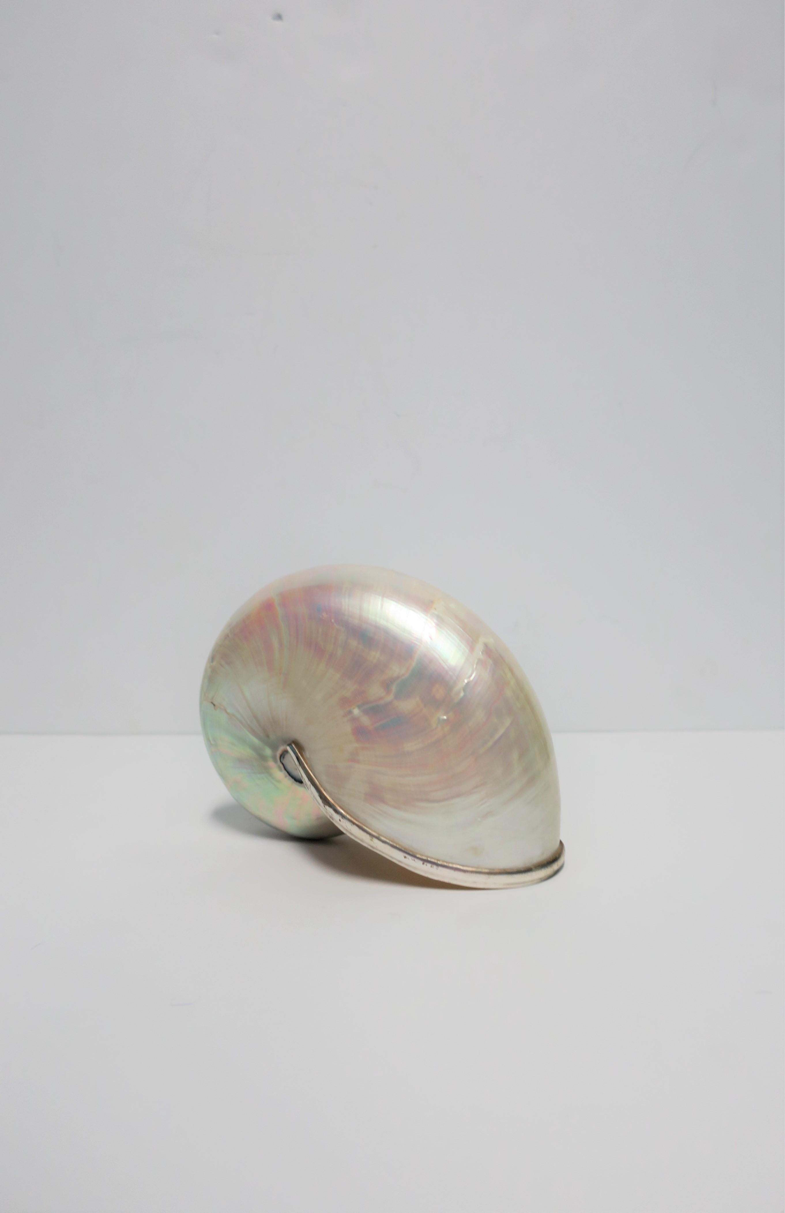 20th Century White Mother-of-Pearl Nautilus Seashell