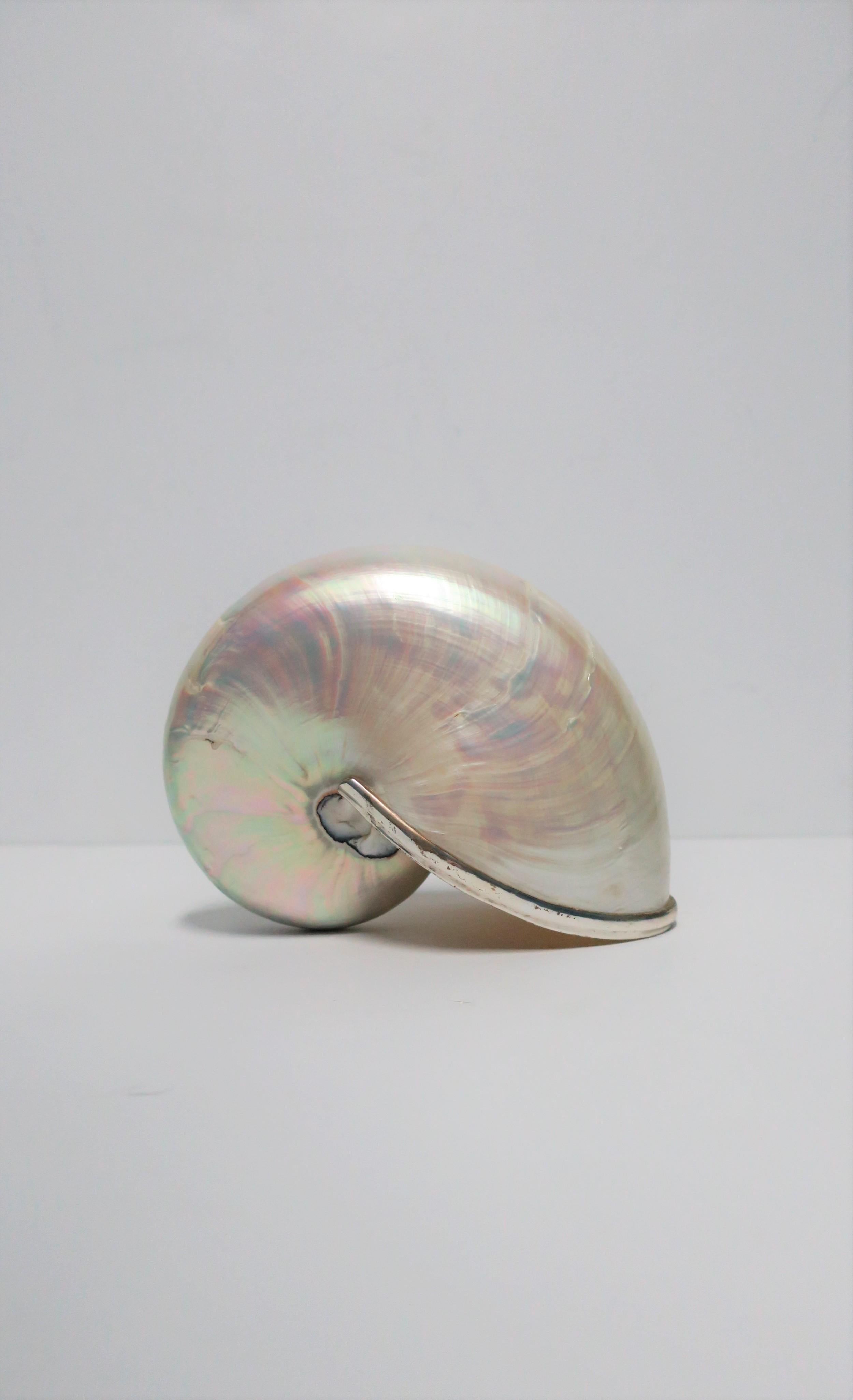 White Mother-of-Pearl Nautilus Seashell 2