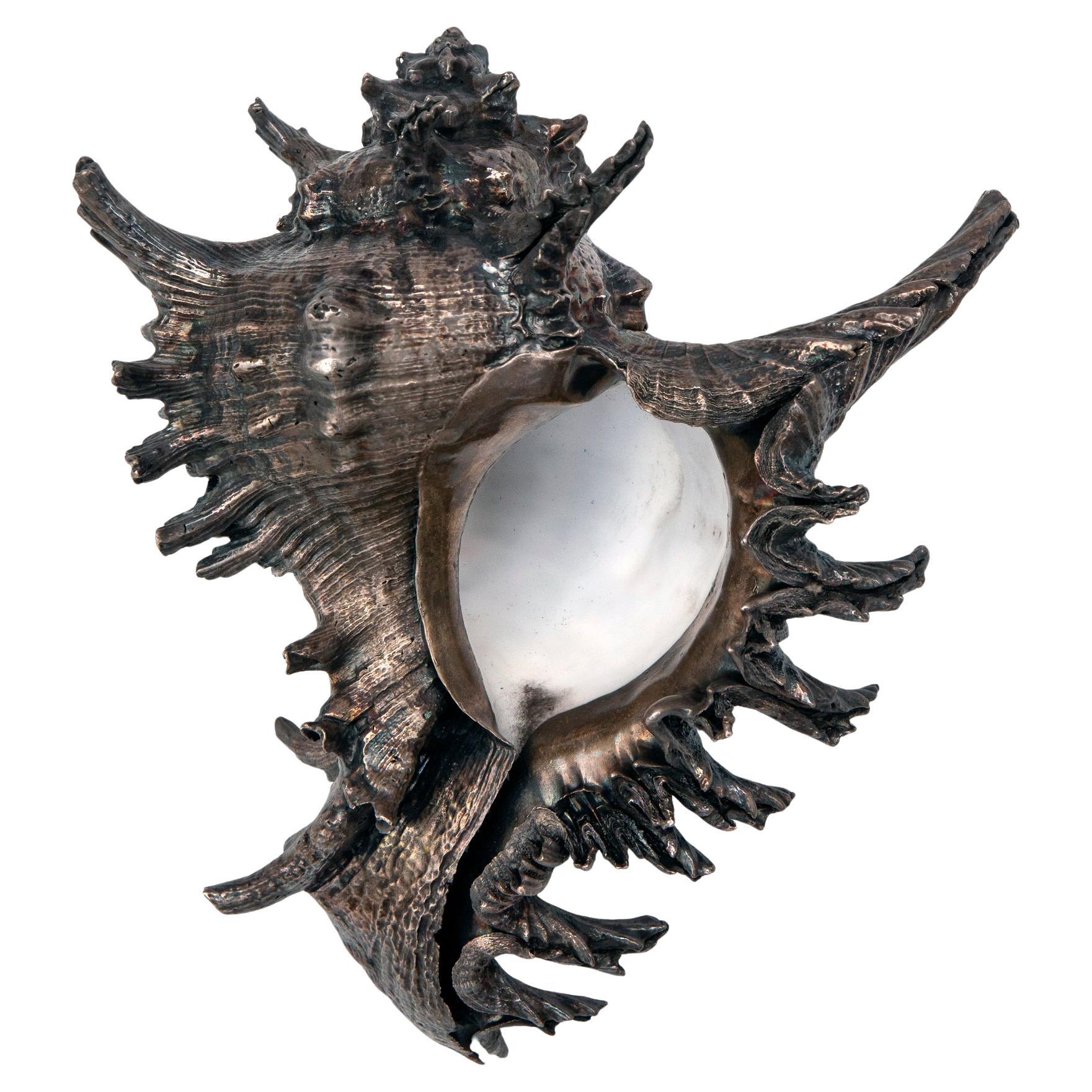 An intricate natural conch shell clad in sterling silver showcasing it's sculptural ridges & beautiful organic form. The interior reveals a pearly white finish, adding contrast to the metallic edge.