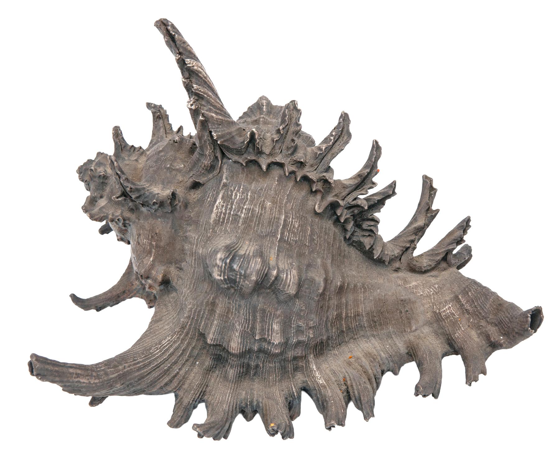 Anodizzato Sterling Silver Clad Conch Shell in vendita