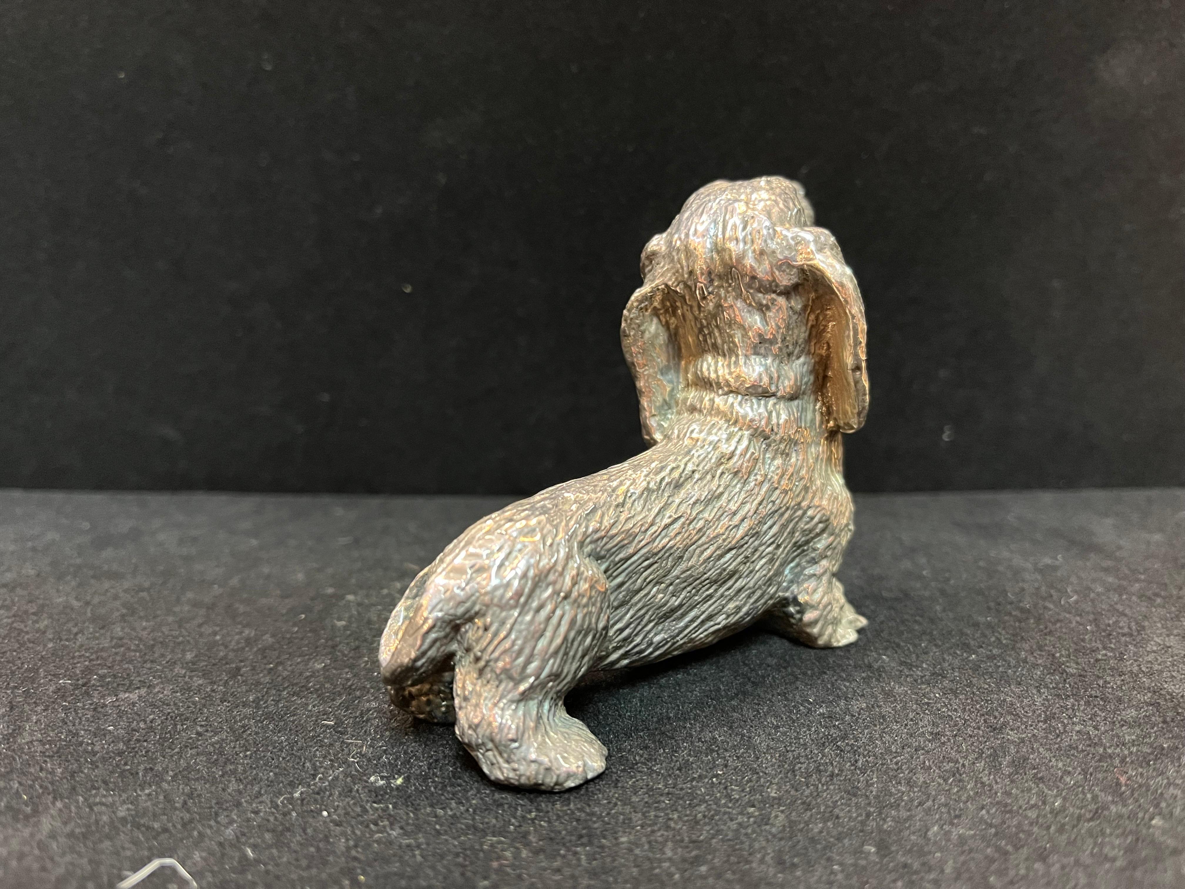 silver dachshund